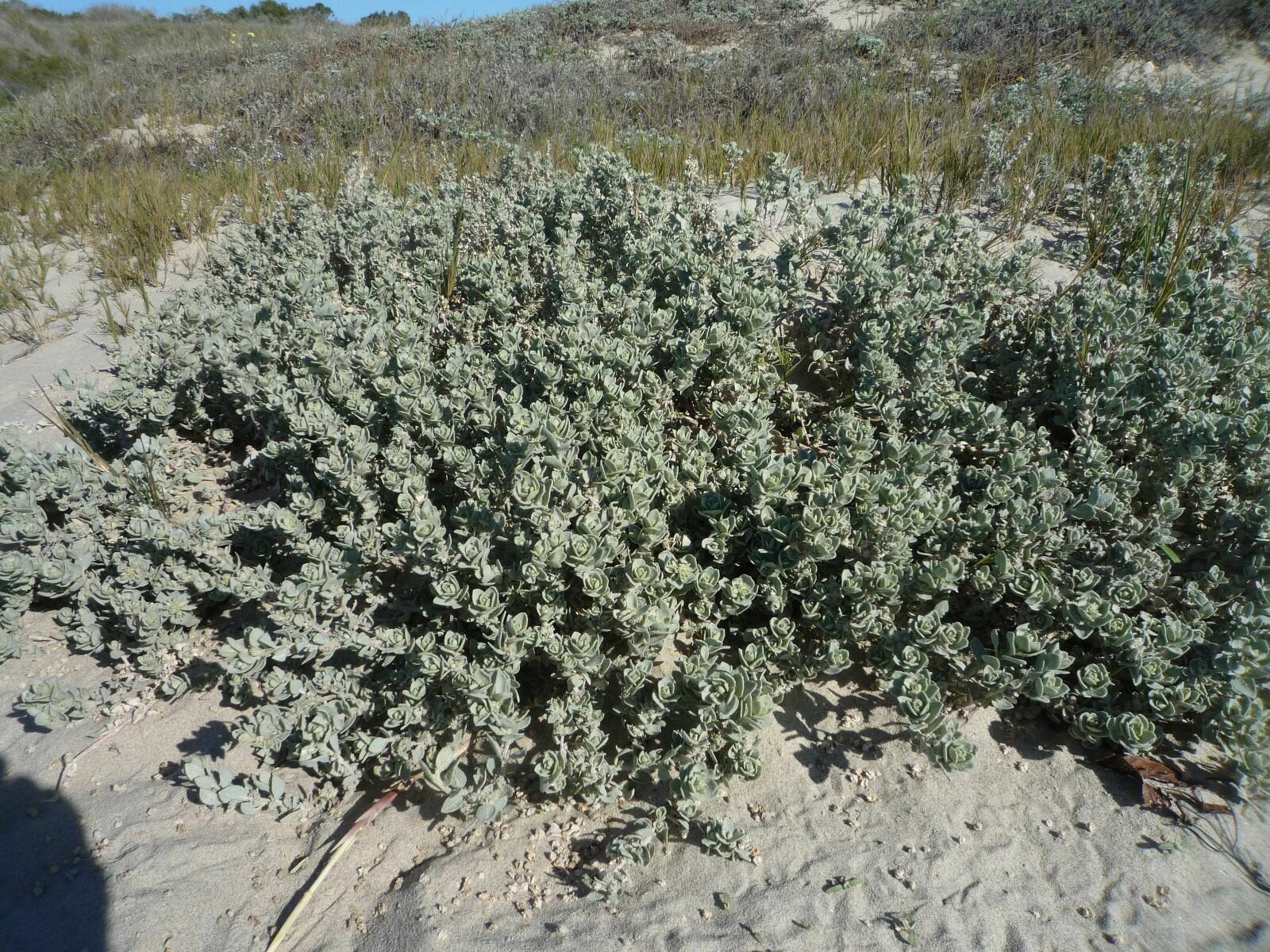 High Resolution Atriplex leucophylla Plant